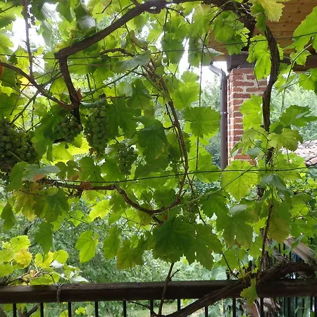 La Mia Casa Nel Bosco Netro